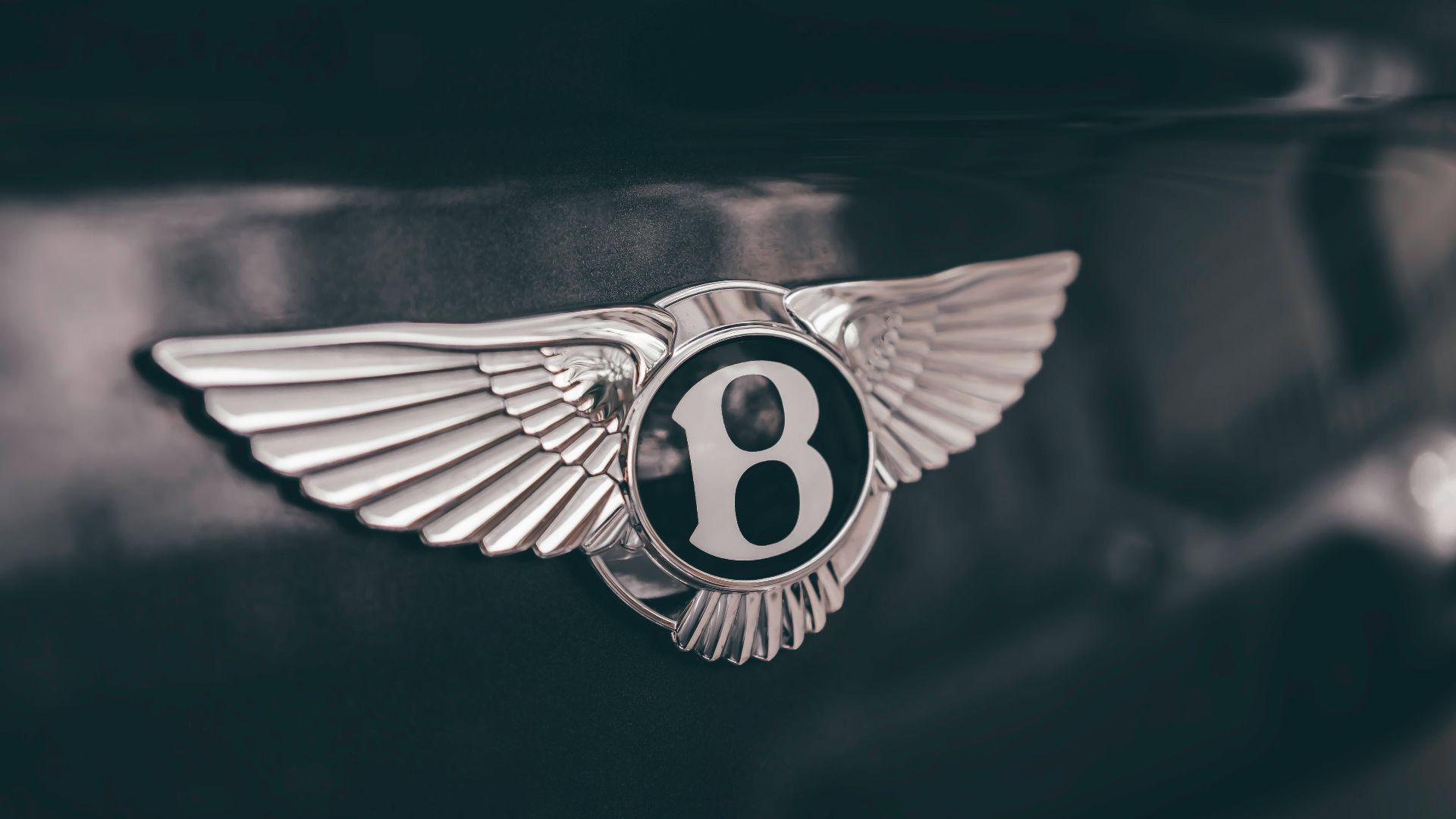 white and black striped bird illustration