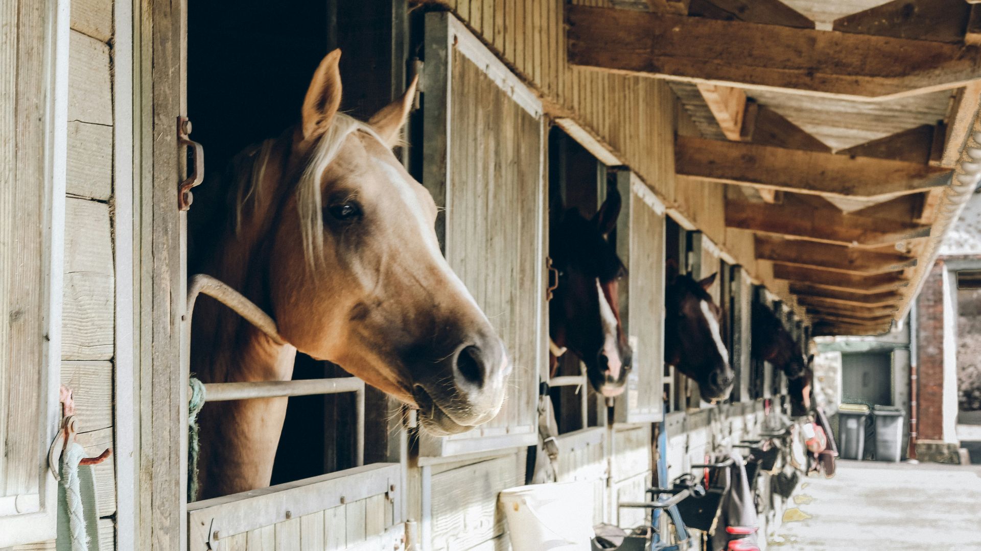 group of horse inside wooden cage during daytime