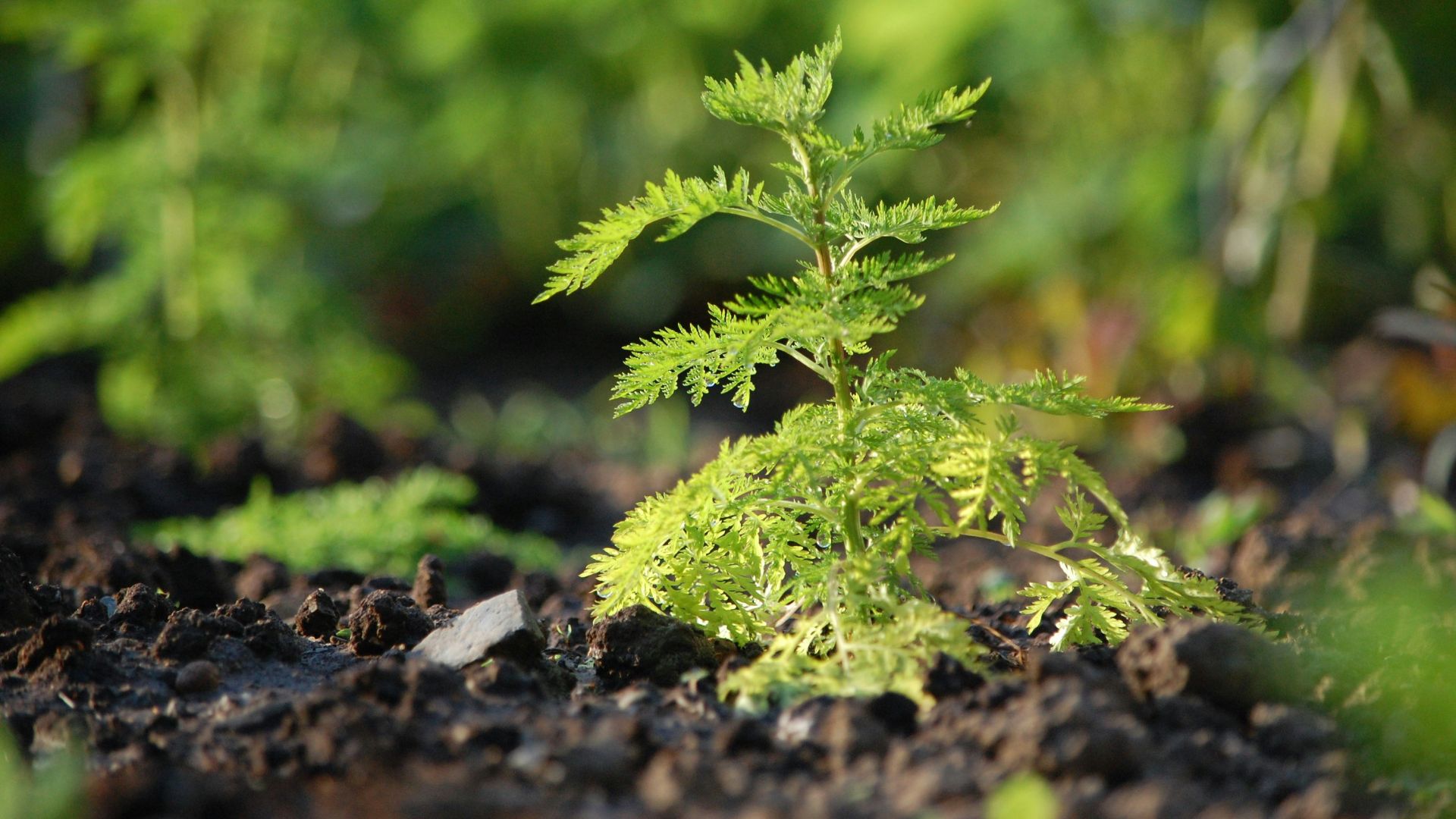 green plant on brown soil