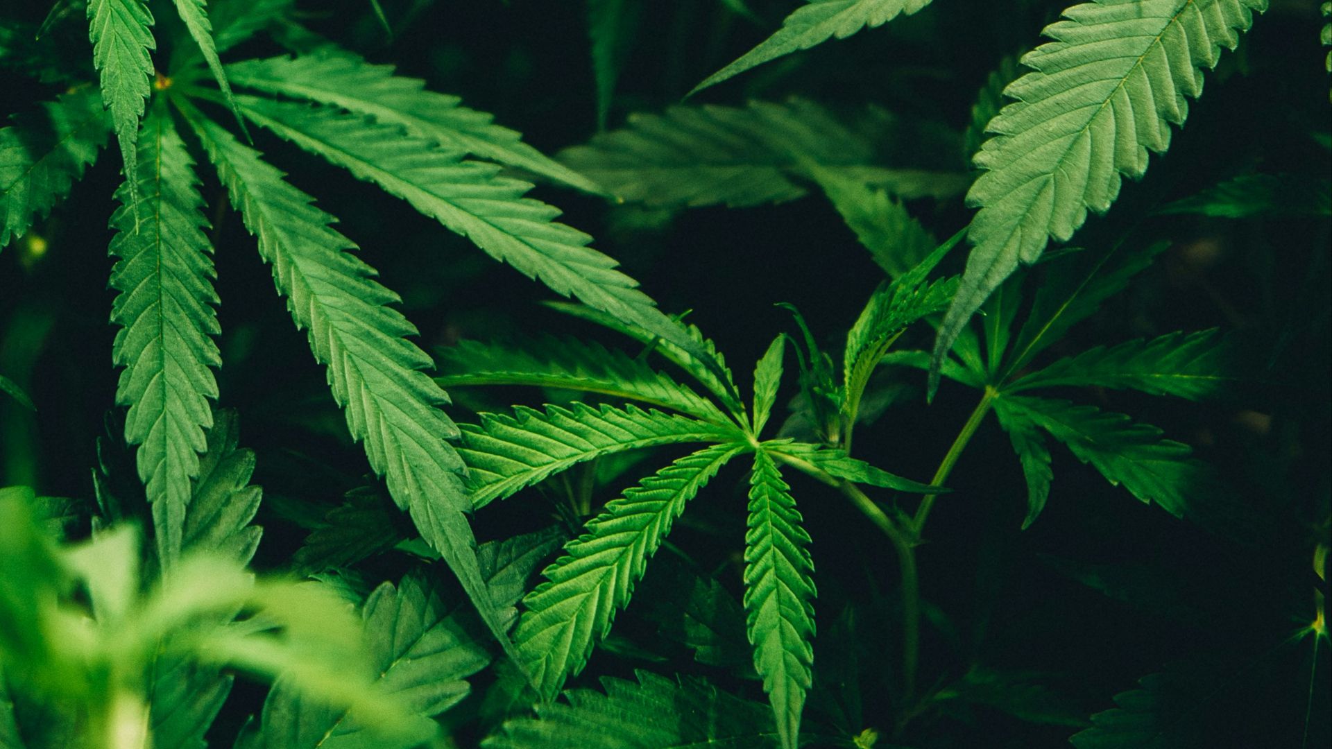 closeup photo of cannabis plant