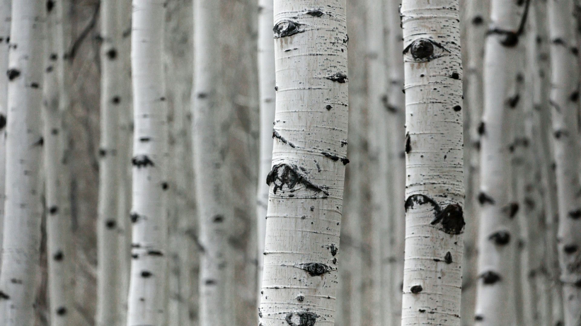 a group of trees that are standing in the snow
