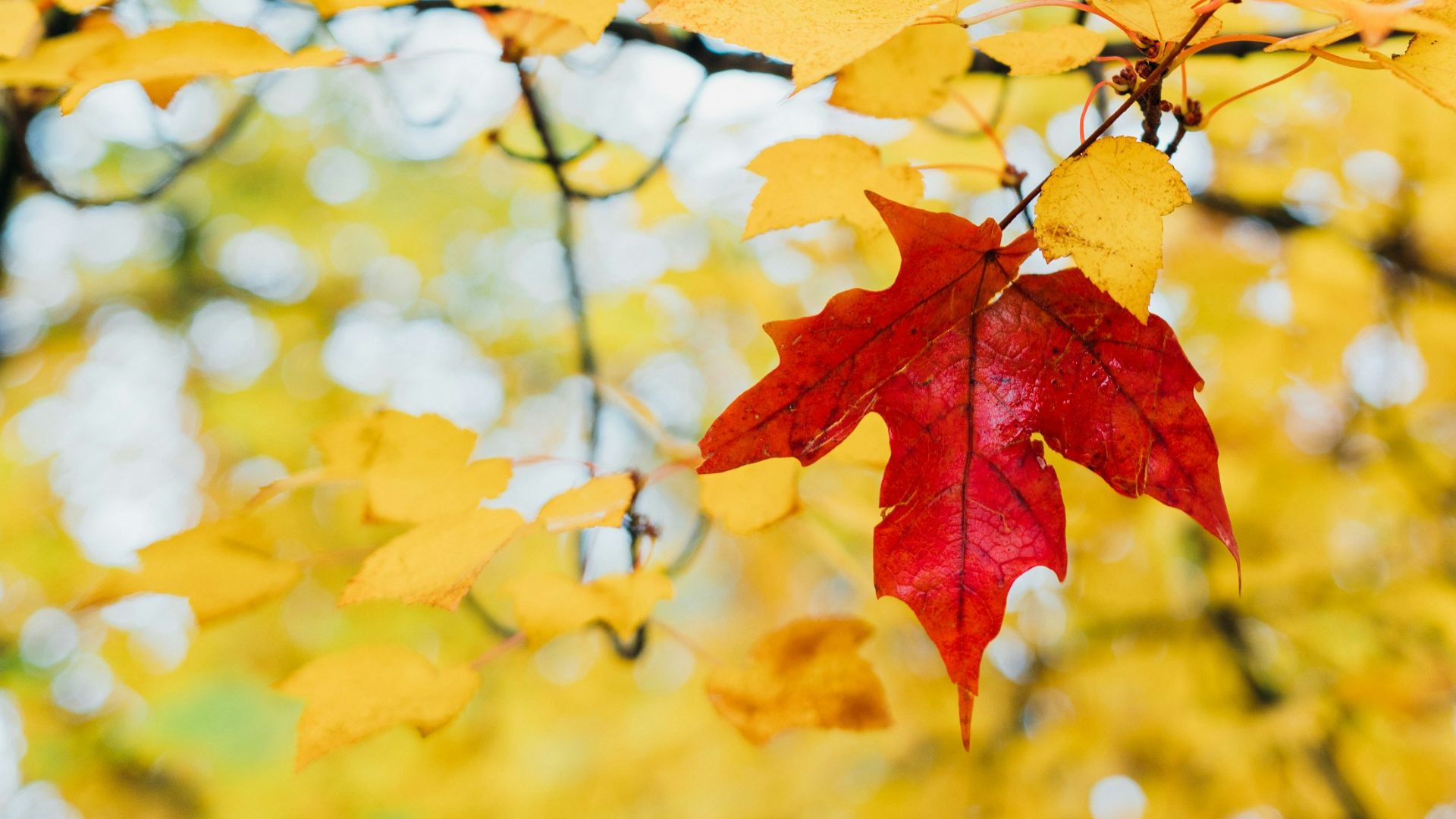 red leaf on tree
