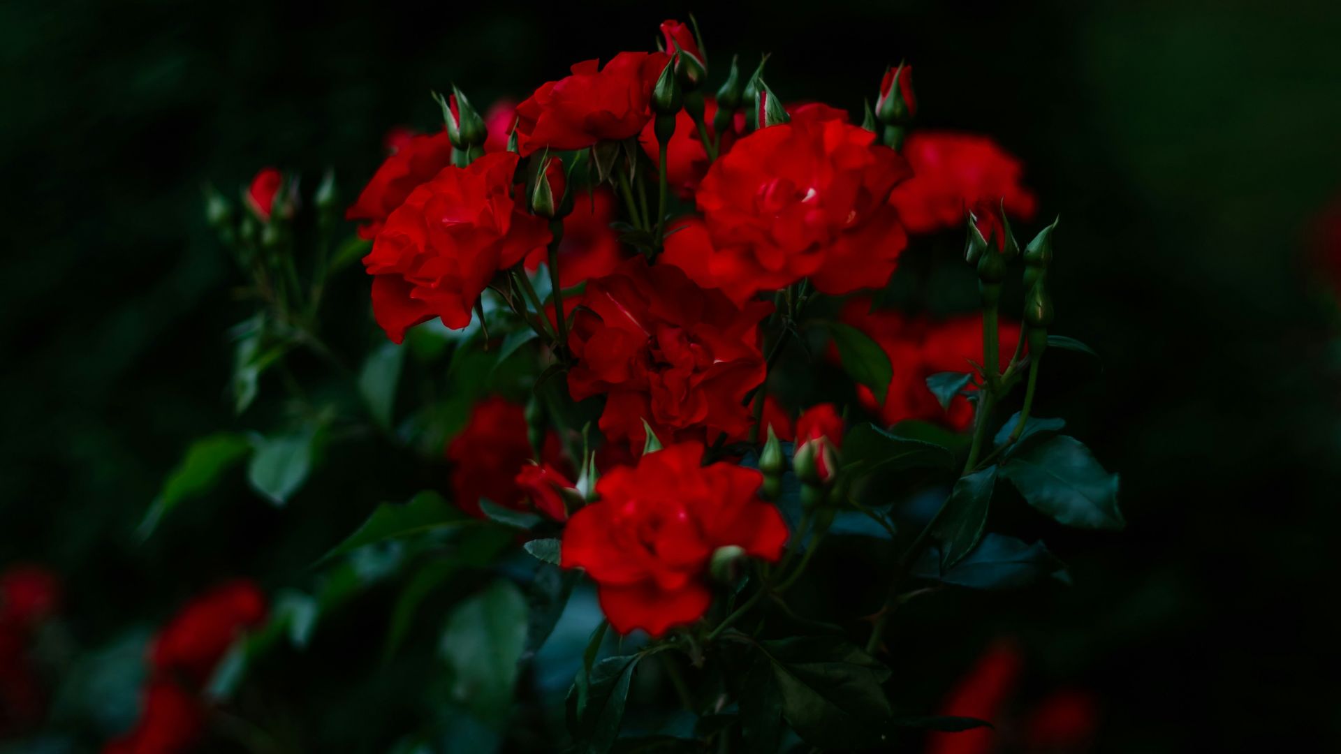 a bush with red flowers