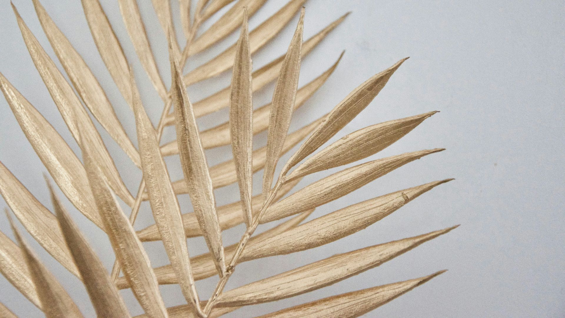 brown plant on white surface