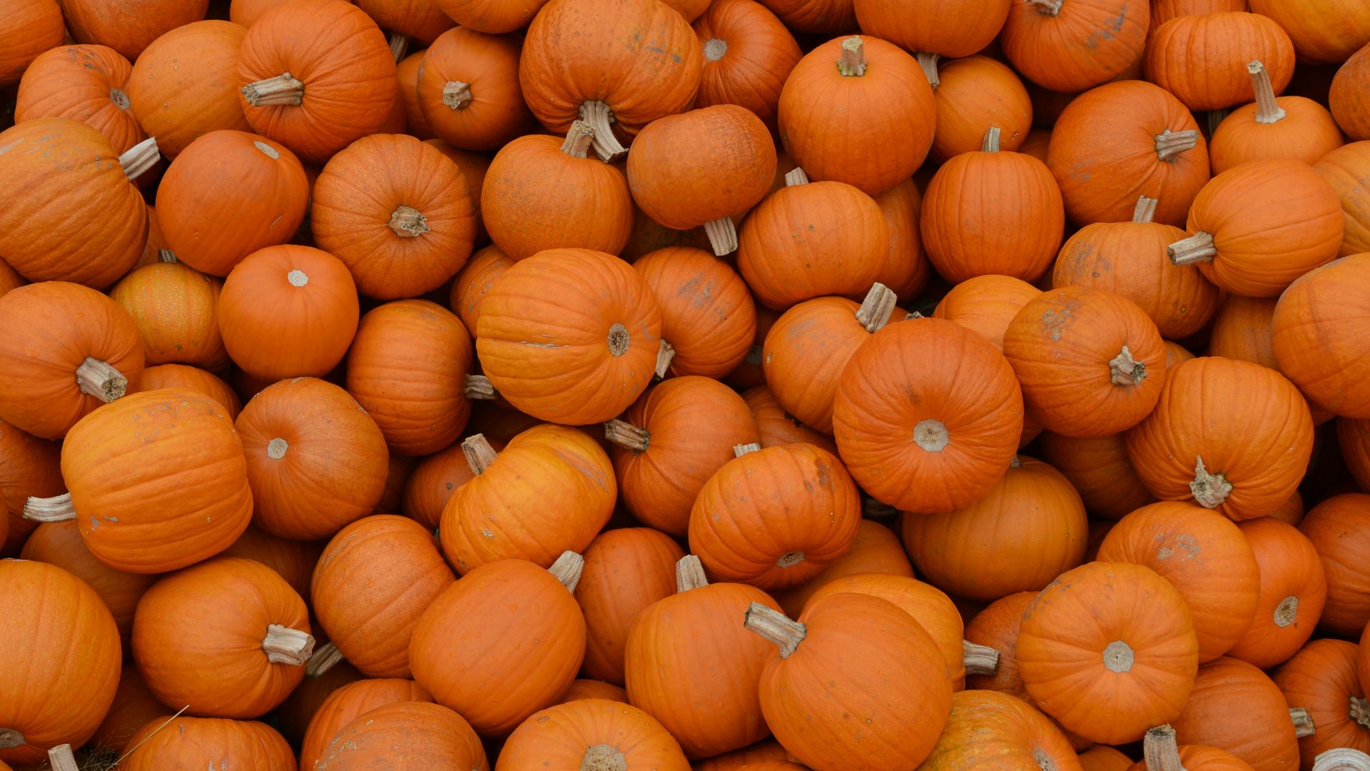 orange pumpkins on brown field during daytime