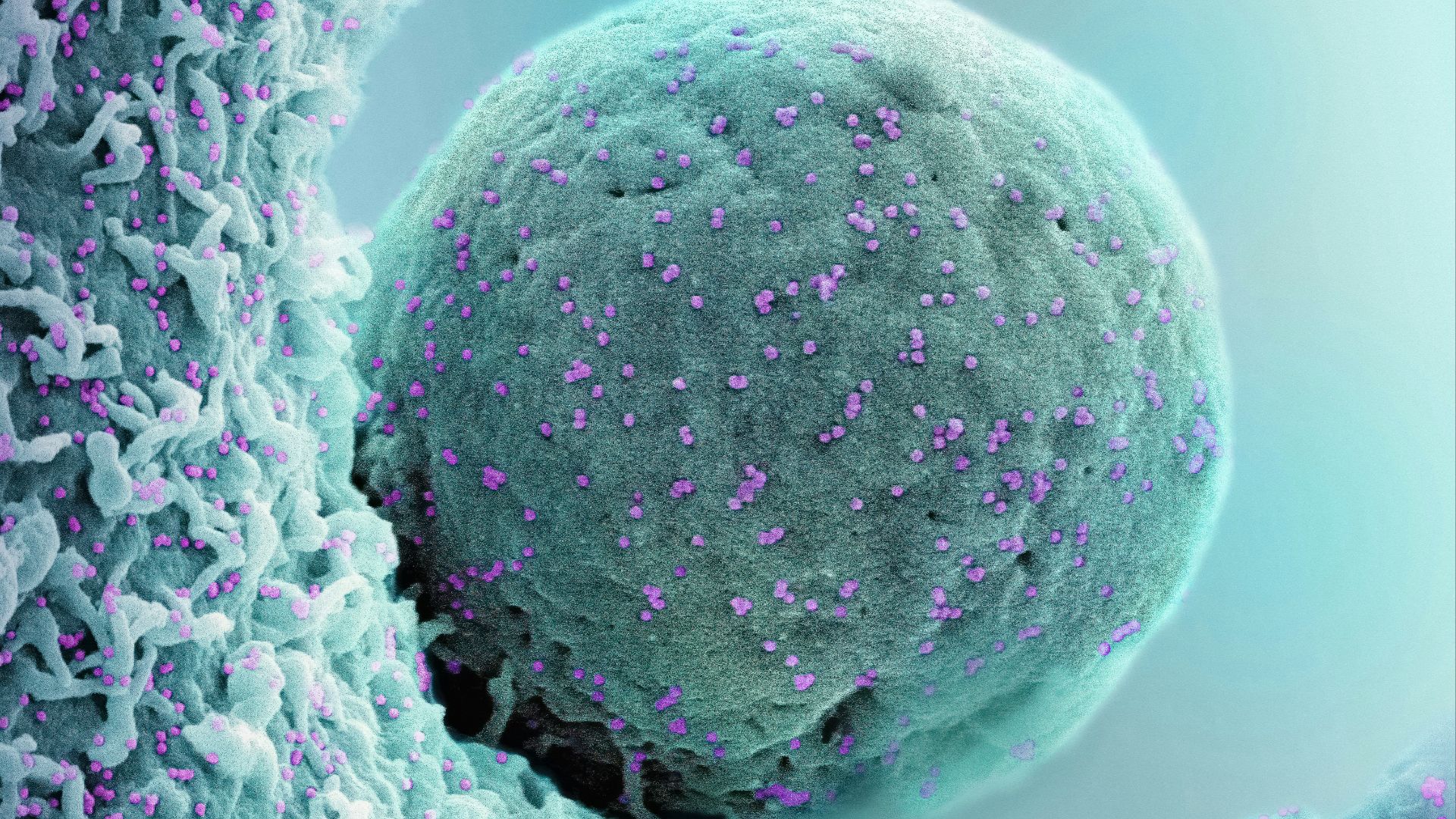 a large ball of purple dots on a blue background