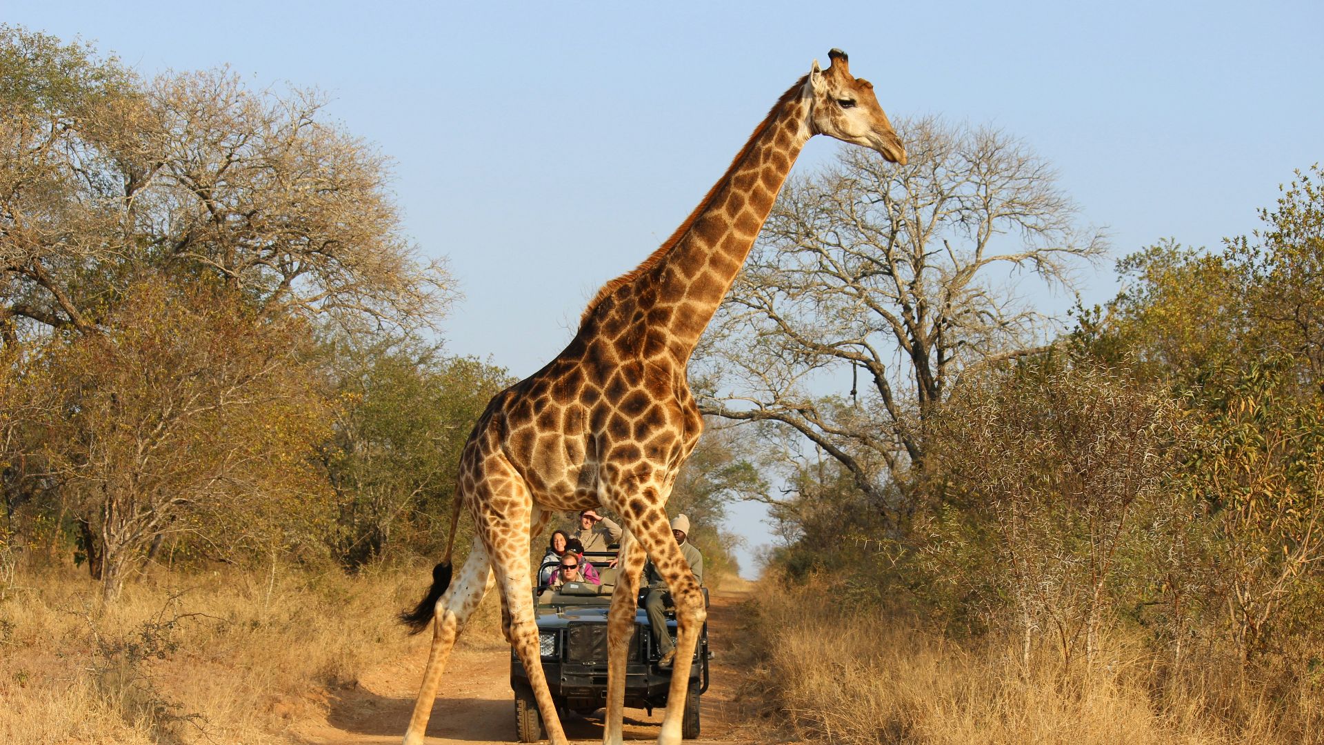 giraffe standing on brown dirt during daytime