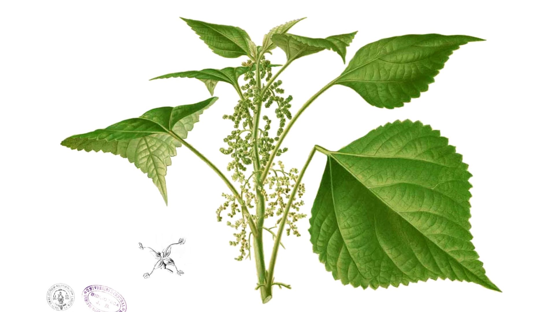 File:Boehmeria nivea Blanco2.385.jpg