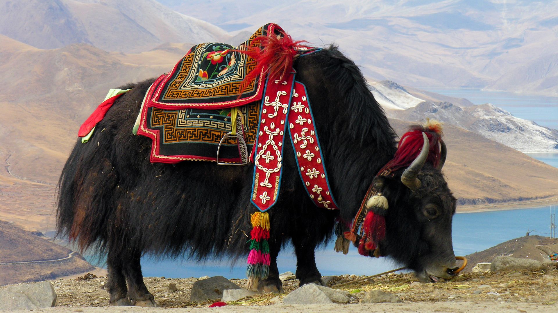File:Bos grunniens at Yundrok Yumtso Lake.jpg
