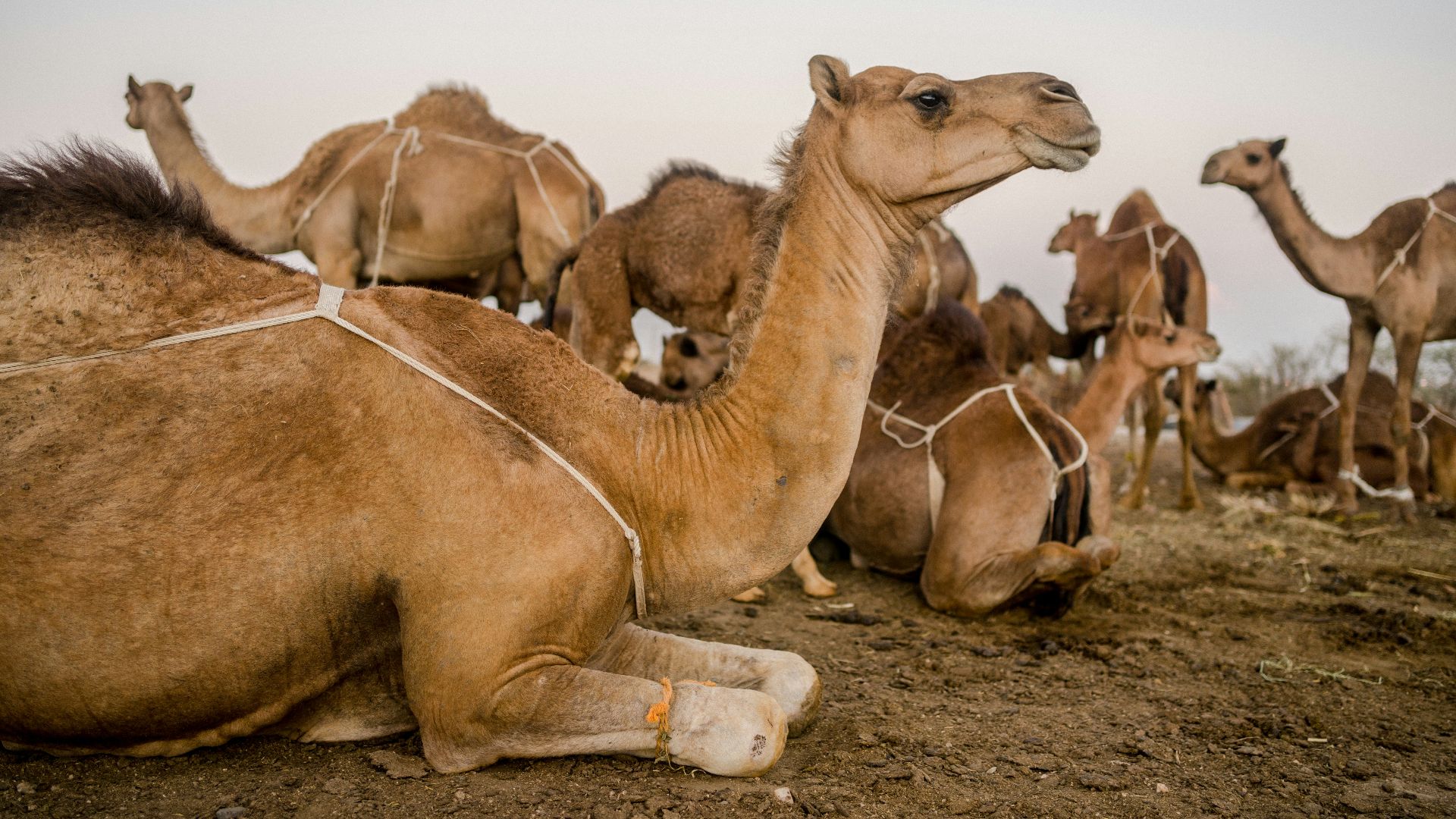 a group of camels sitting on the ground
