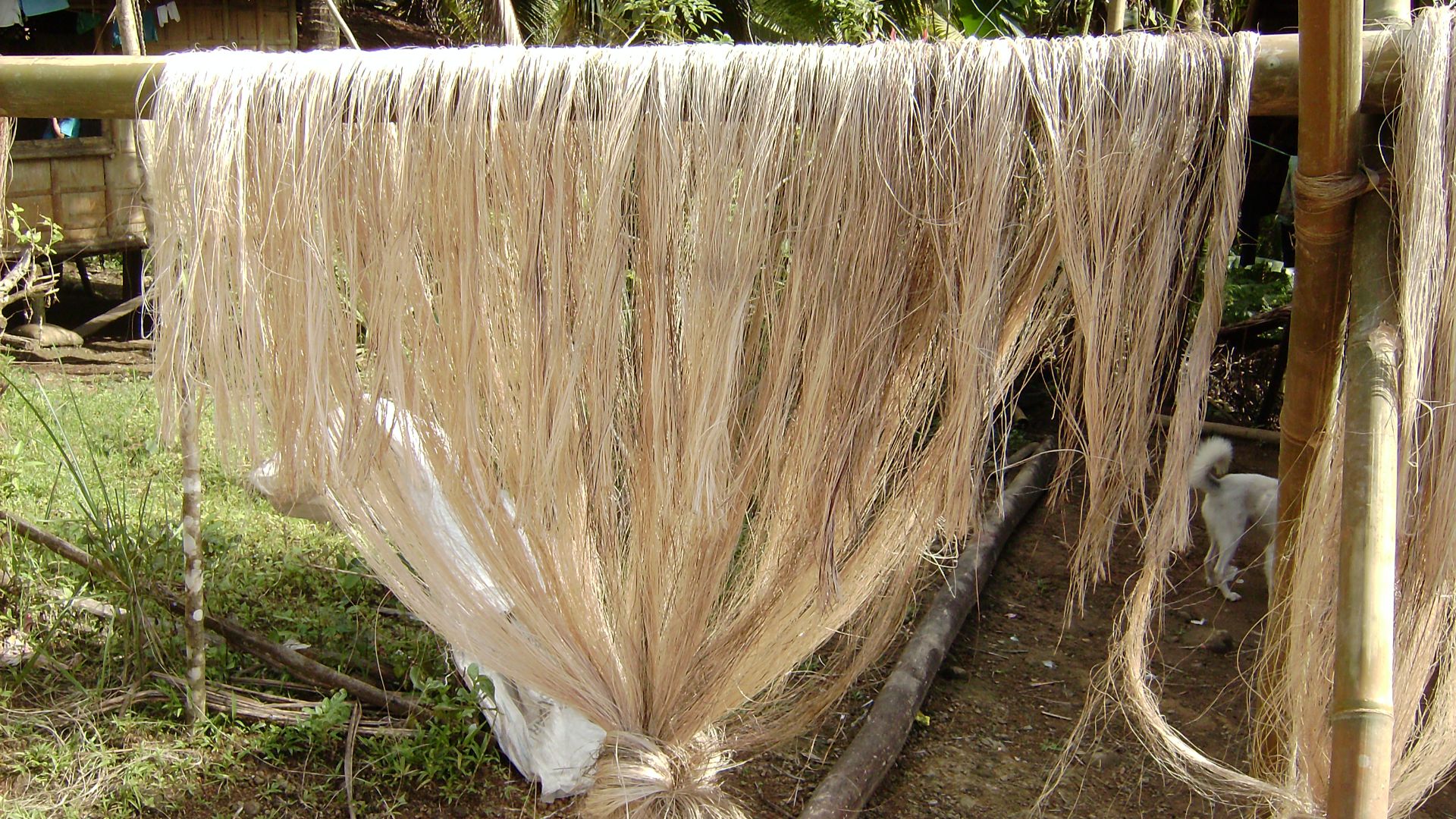 File:Abaca sachsenleinen 01.jpg