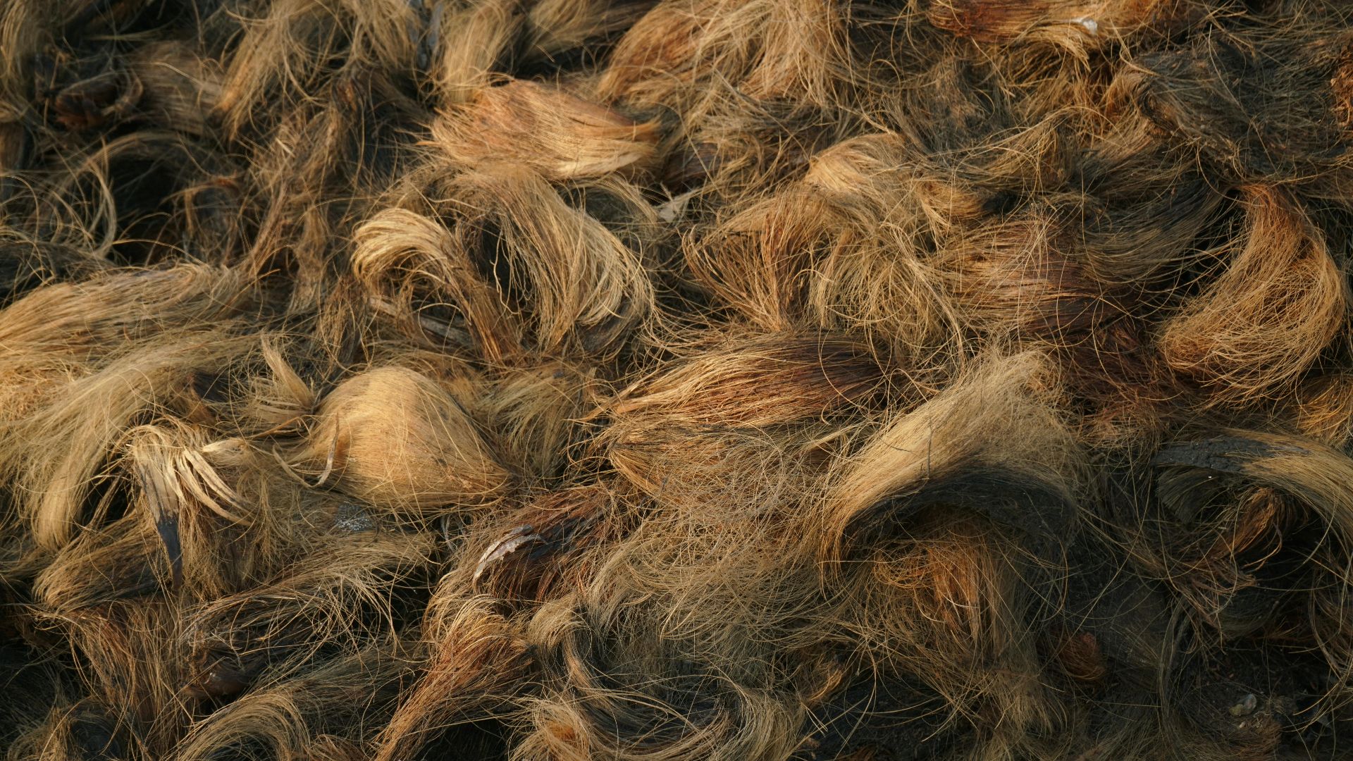 𝑅𝒶𝑔𝑒𝓈𝒽 𝑅𝑔