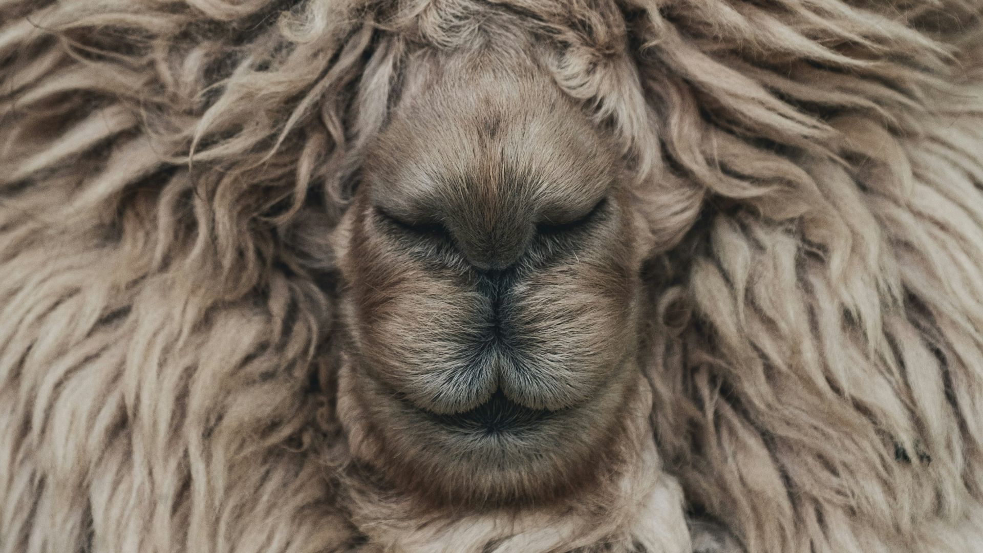 brown lion in close up photography