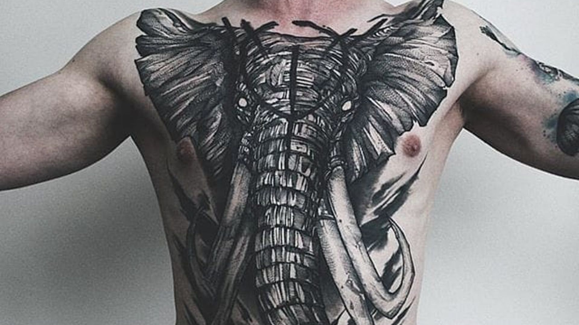 File:Elefante de Torso Inteiro.jpg