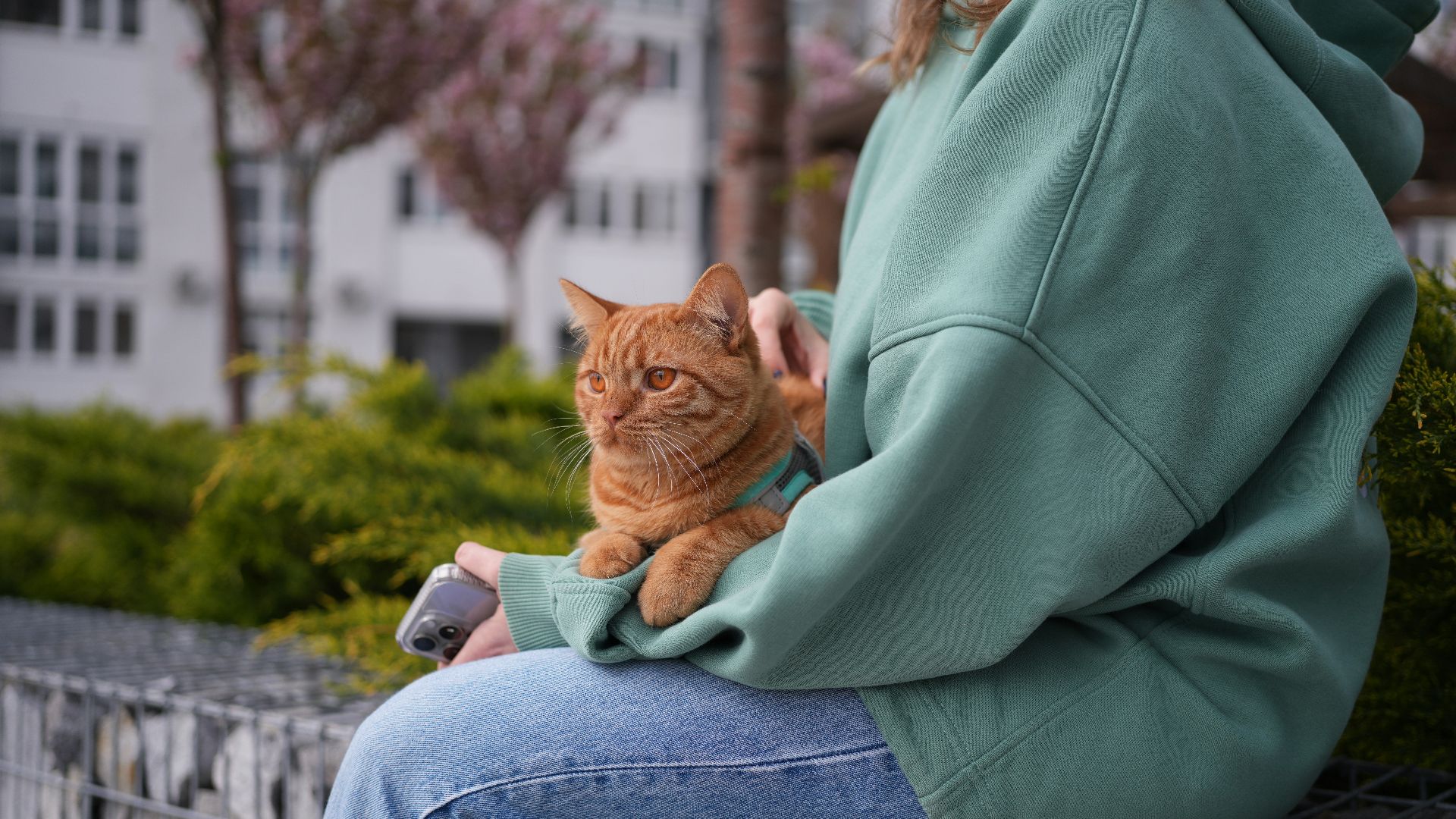 a person sitting on a bench with a cat on their lap