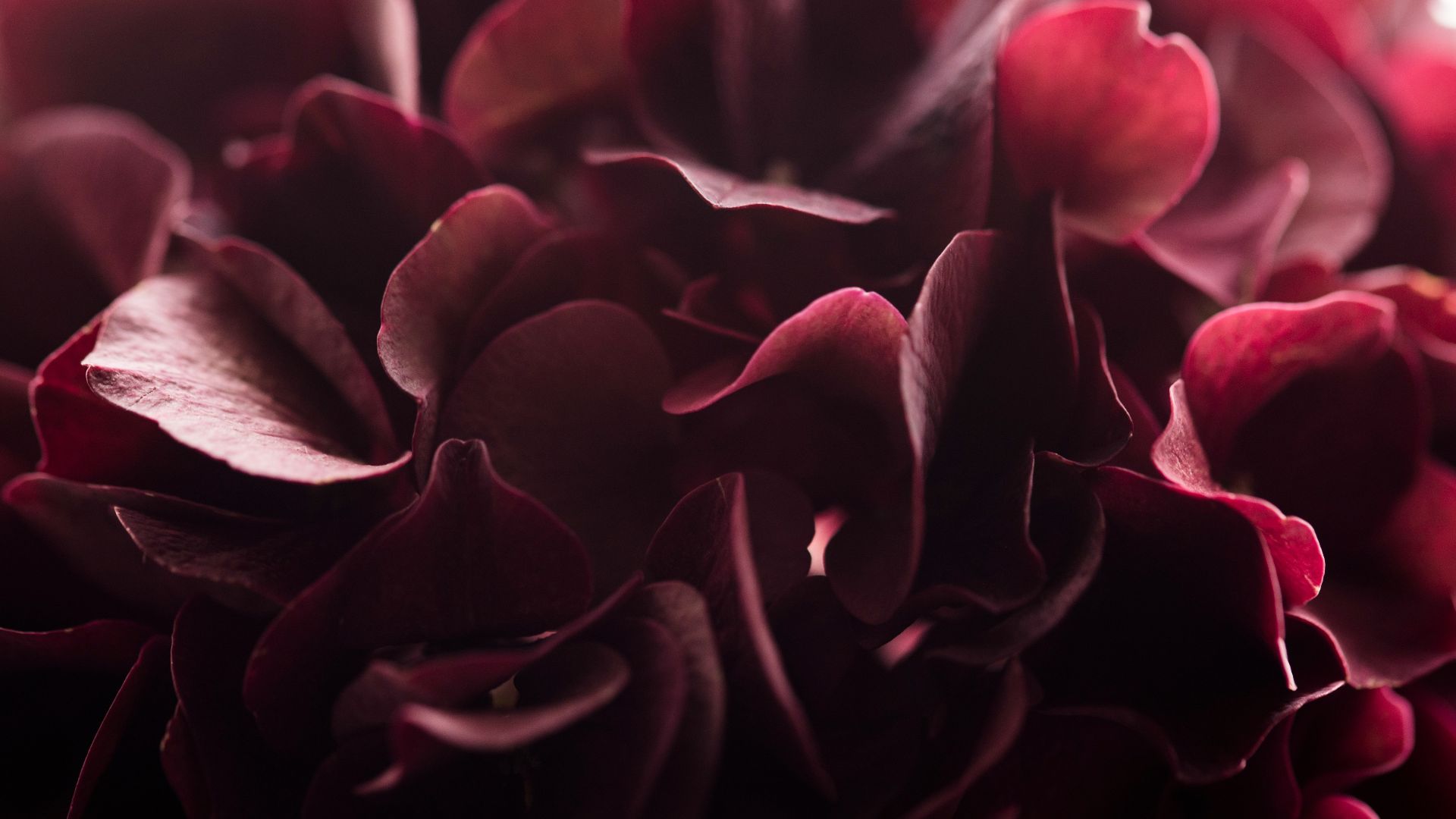 close up photography of red clustered flower