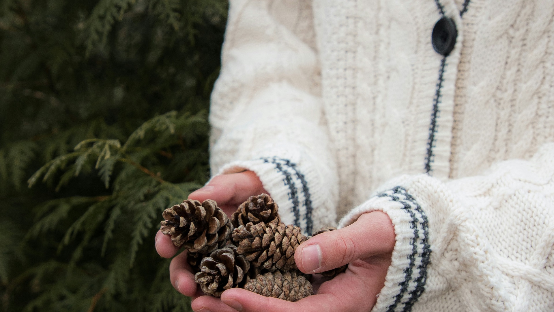 a person holding a pine cone in their hands