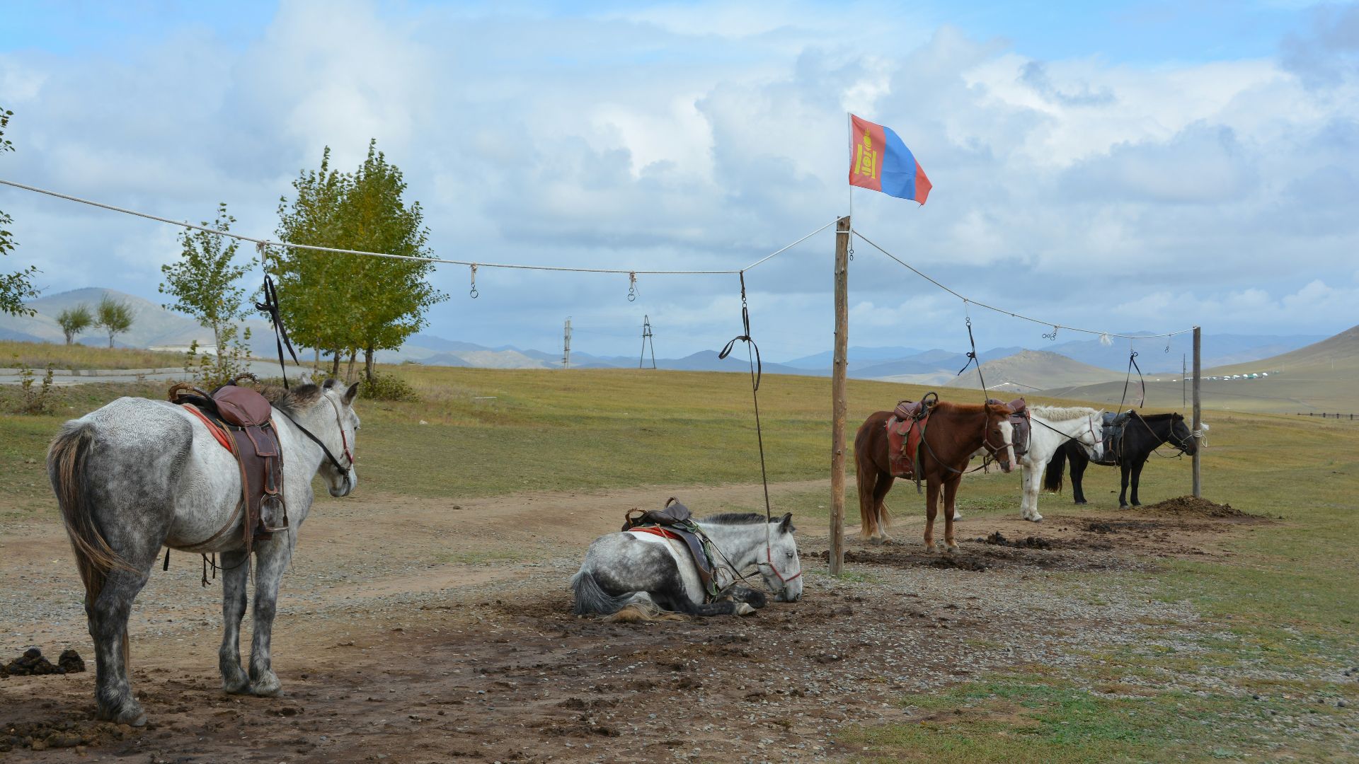 a group of horses that are standing in the dirt