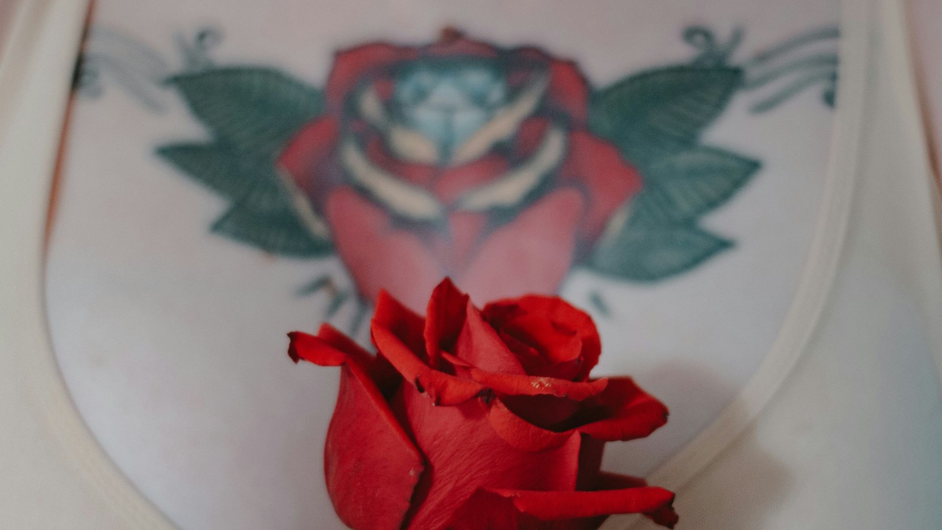 red rose on white ceramic vase