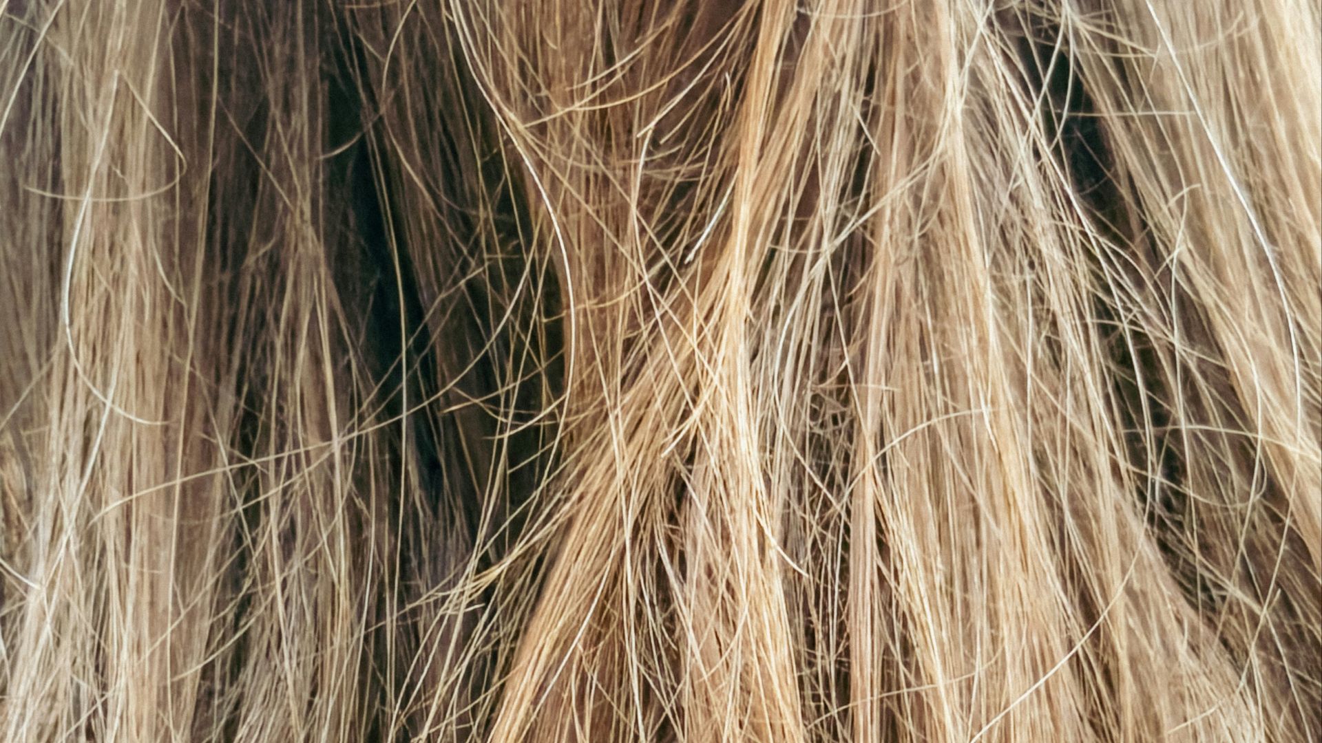 Close-up of messy, tangled blonde hair
