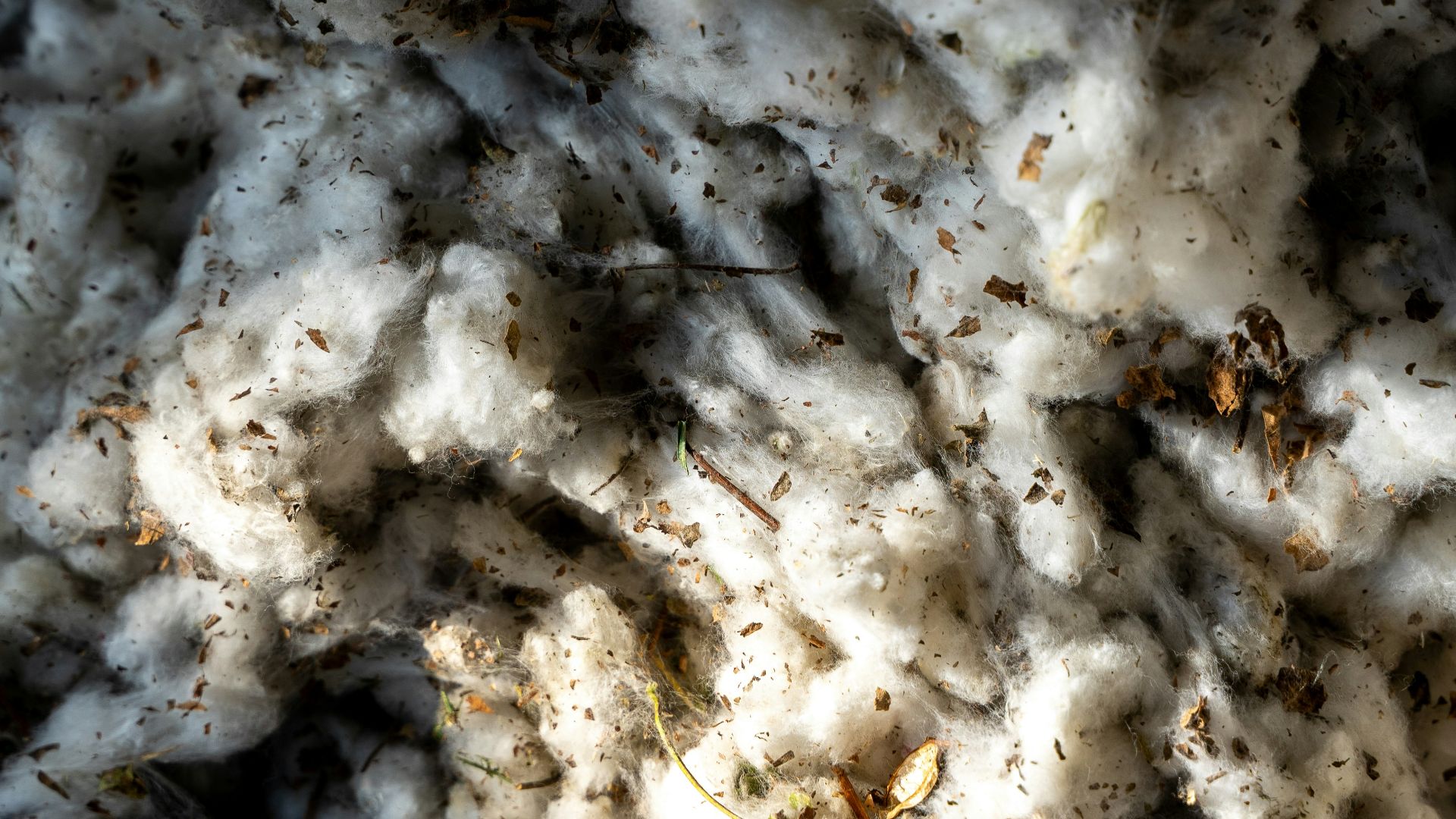 Close-up of raw cotton fibers with dirt and debris