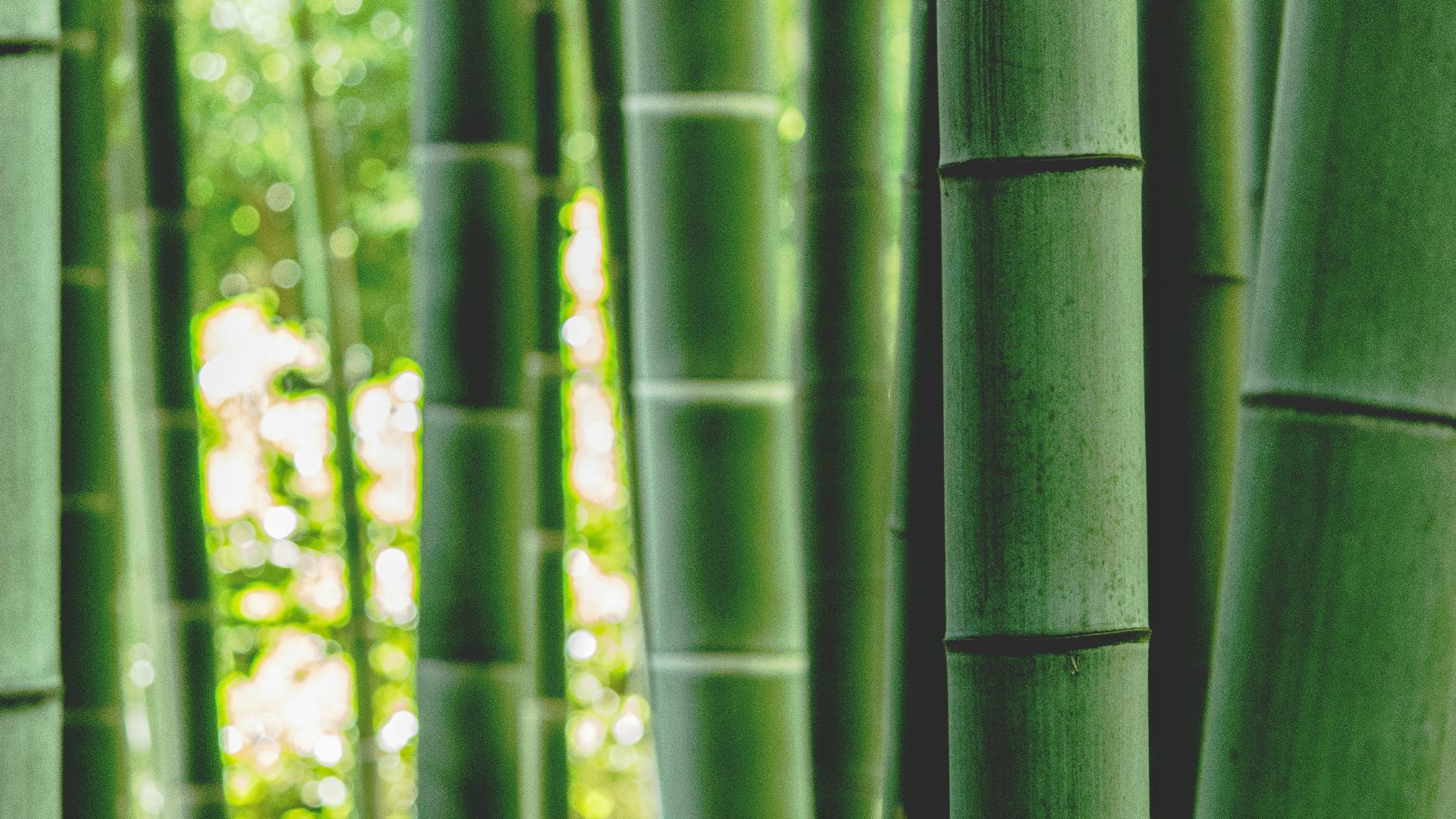 green bamboo tree during daytime