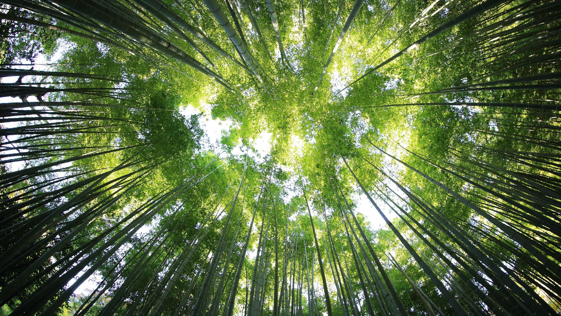 worms eye view of forest during day time