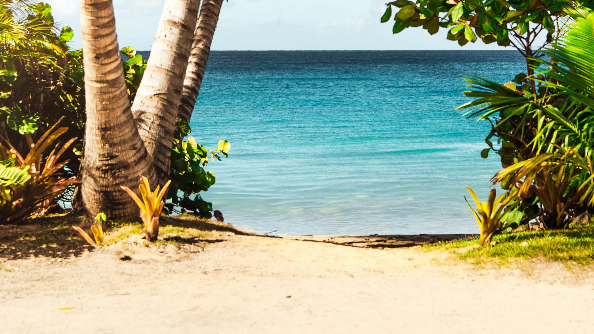 coconut tree on beach