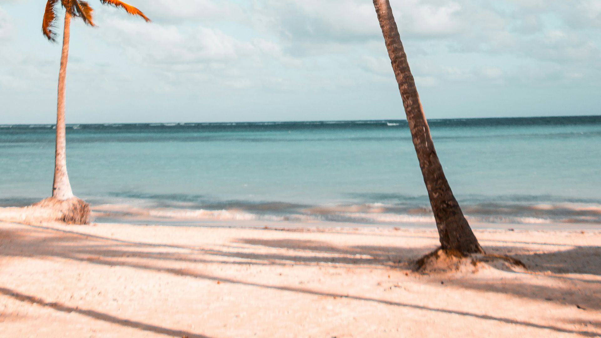 two coconut palm trees near shore under white clouds during daytime