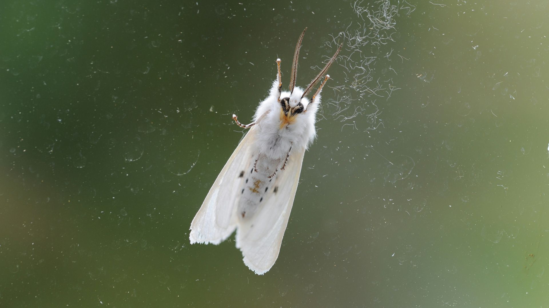a close up of a moth on a window