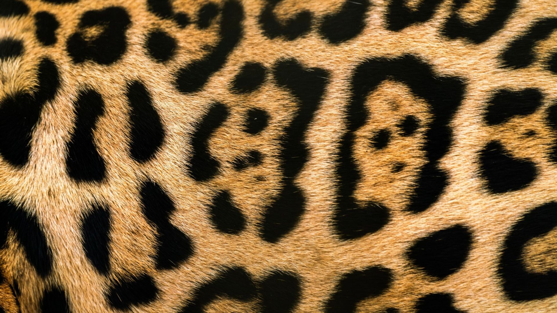 178457106101a3f8cef21eadb7155ab90da89e37c790e4df1c.jpeg