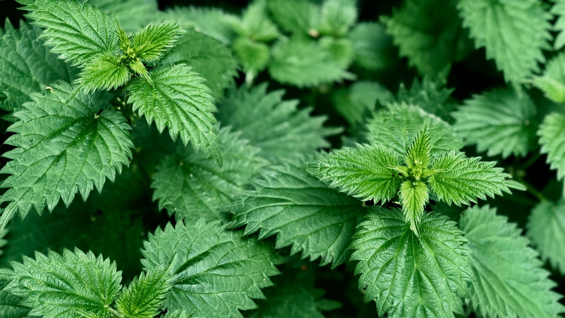 179002263987b36e6f56825689e052660adb0145d140c84e61.jpg