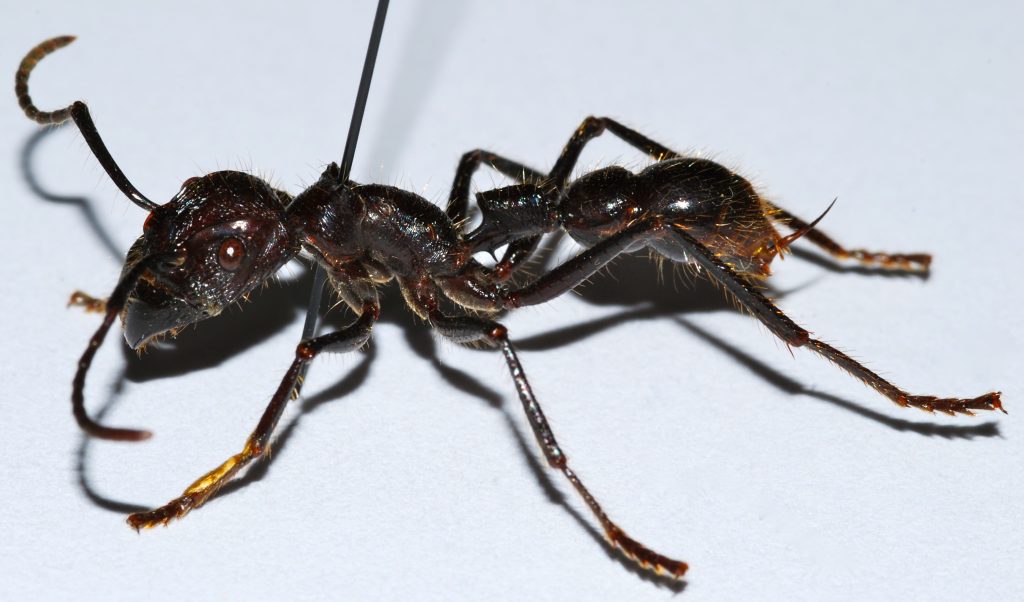 Bullet_Ant_Paraponera_clavata_8430587968-1024x602.jpg
