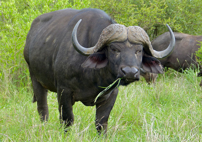 Cape_Buffalo_(Syncerus_caffer)_(11491733994)