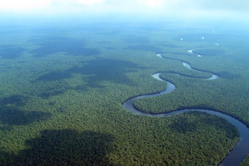 Congo-Rainforest