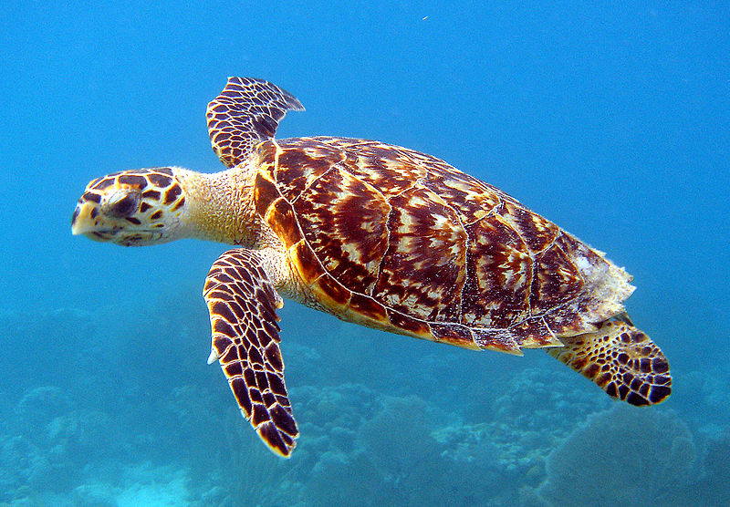 Hawksbill_Sea_Turtle_Carey_de_Concha_(5840602412) (2)