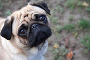 Sad-pug-300x200.jpg