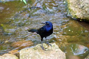 dallas-texas-grackle-3797671-300x199.jpg