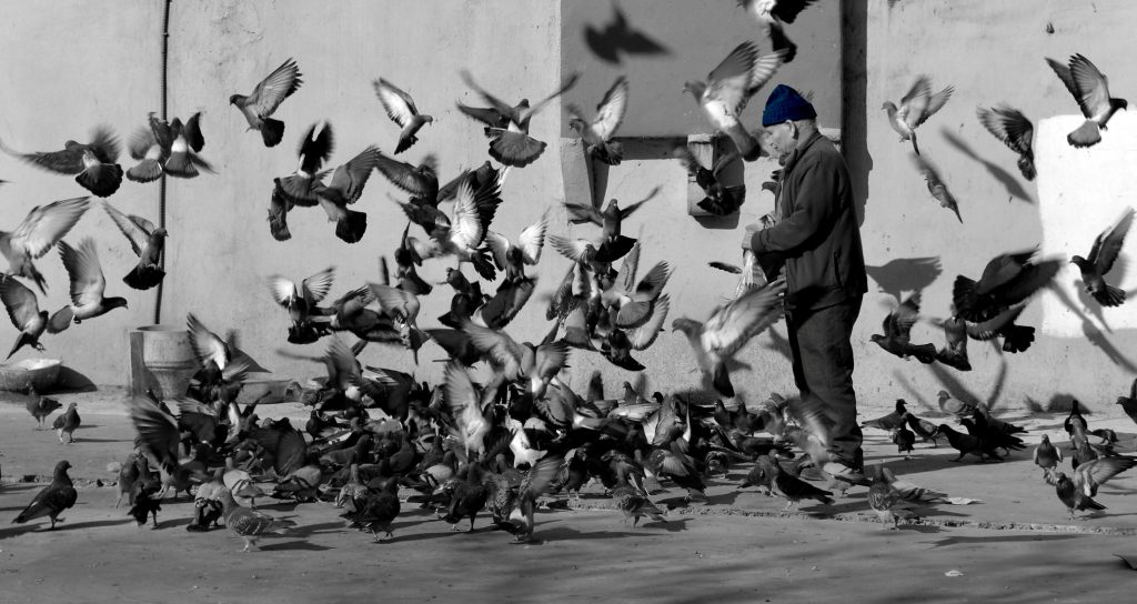 man-feeding-pigeon-in-town-1024x544.jpg
