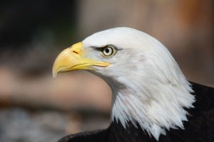 bald-eagle-140793-300x200.jpg