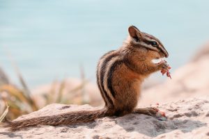 chipmunk-3959206-300x200.jpg