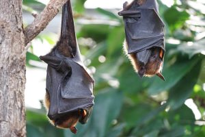 flying-foxes-2237209-300x200.jpg
