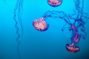 jellyfish-illustration-1000653-300x200.jpg