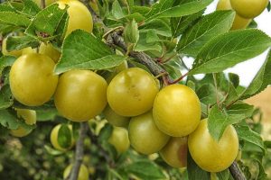 mirabelle-plum-tree-1498886_1920-300x200.jpg