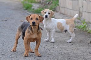 travel_dogs-1528038471471-300x200.jpg