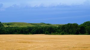 wheat-3720456-300x169.jpg