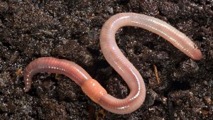 worms-300x169.jpg