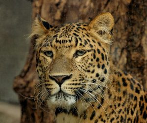 1920px-Panthera_pardus_japonensis_JdP-300x250.jpg