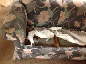 Dirty_Couch_5_2013-09-08-300x225.jpg