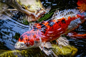 koi-4554767-300x200.jpg